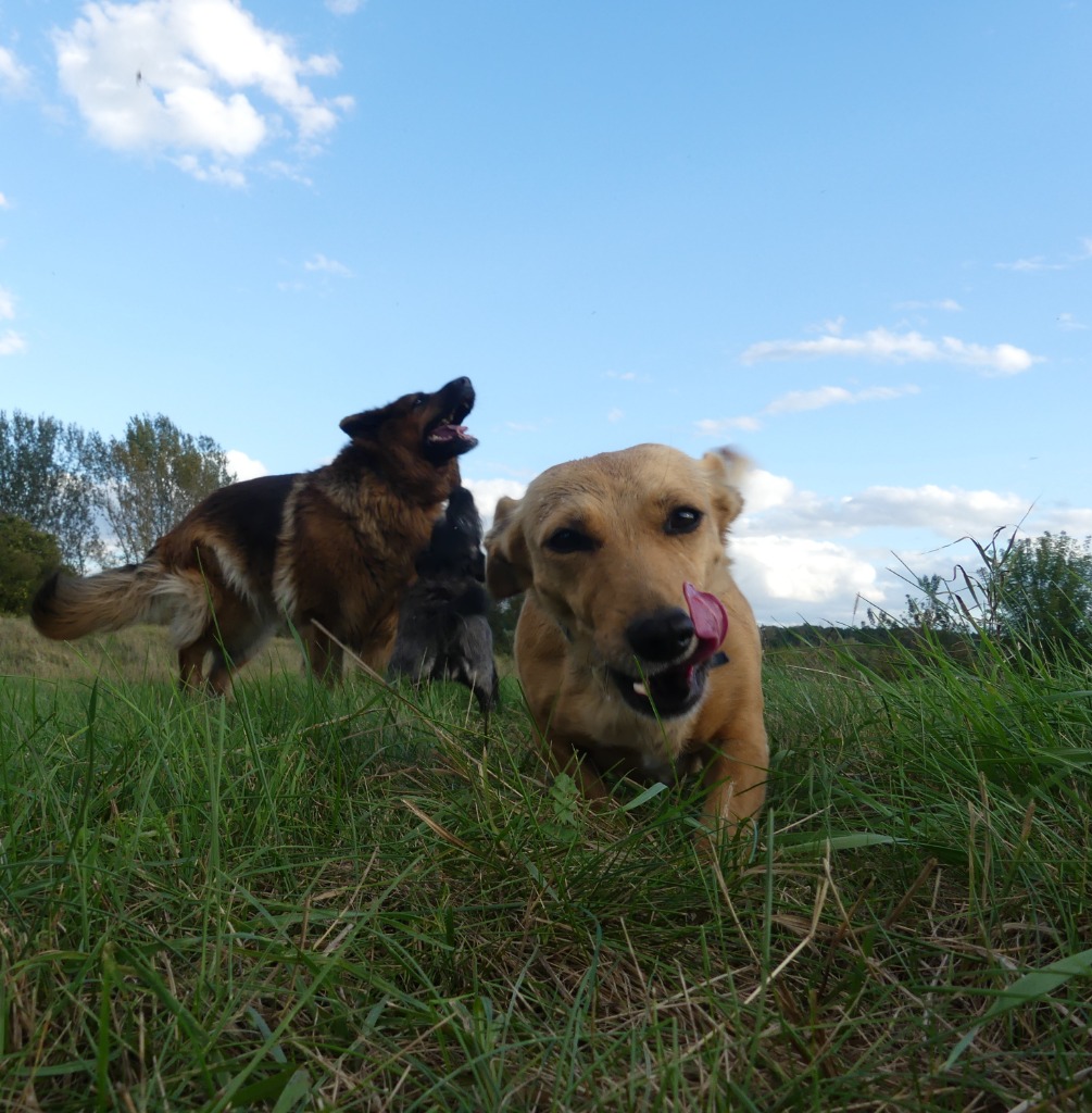 Zwierzęta w Zakątku